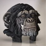 Chimpanzee